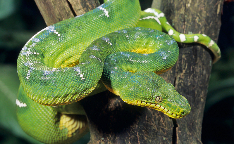 emerald tree boa snake photo