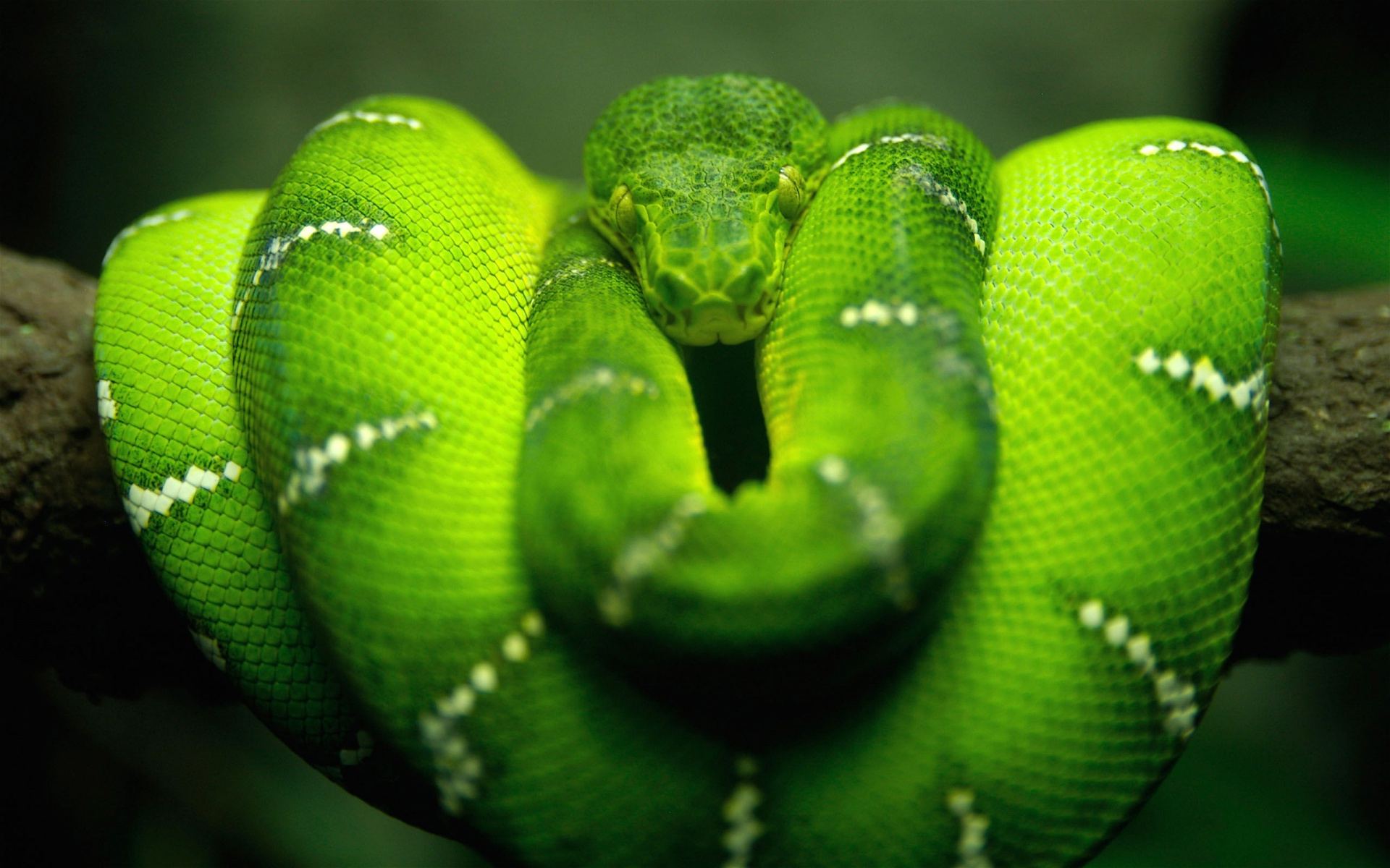 green emerald tree boa snake