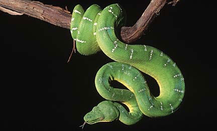 top emerald tree boa snake