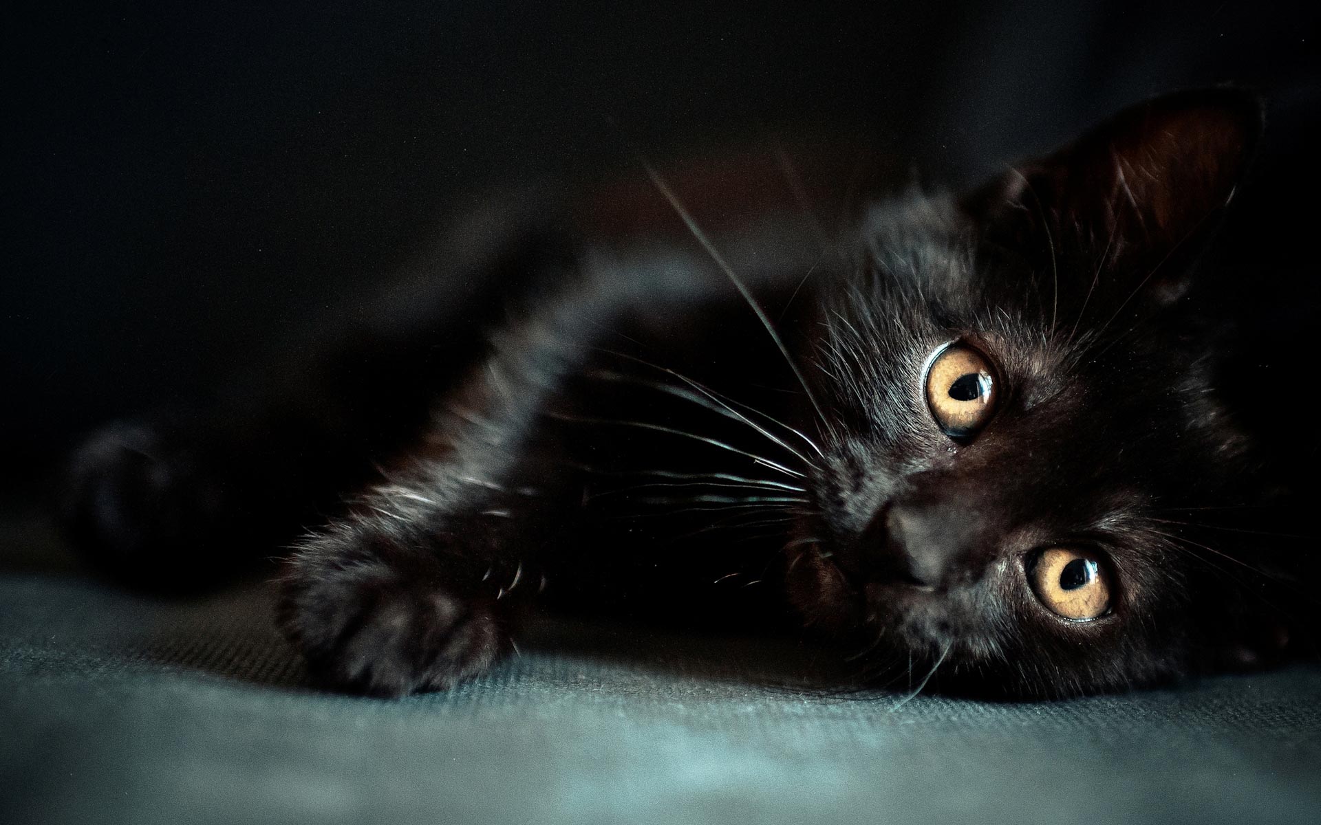 cute black cat image