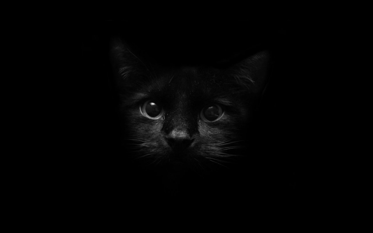 top black cat background