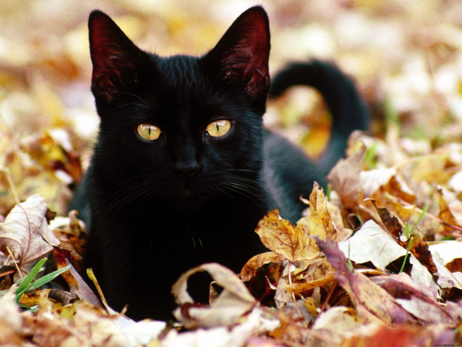 yellow eyes black cat