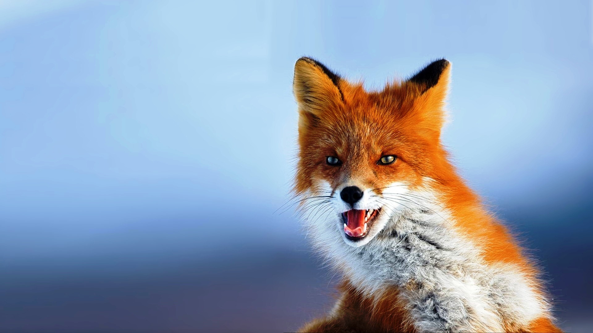 animal fox image