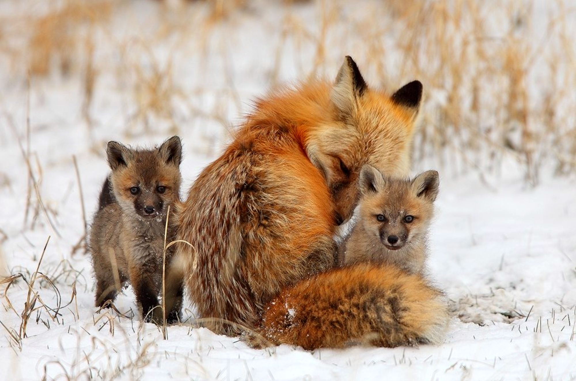 beautiful brown fox image
