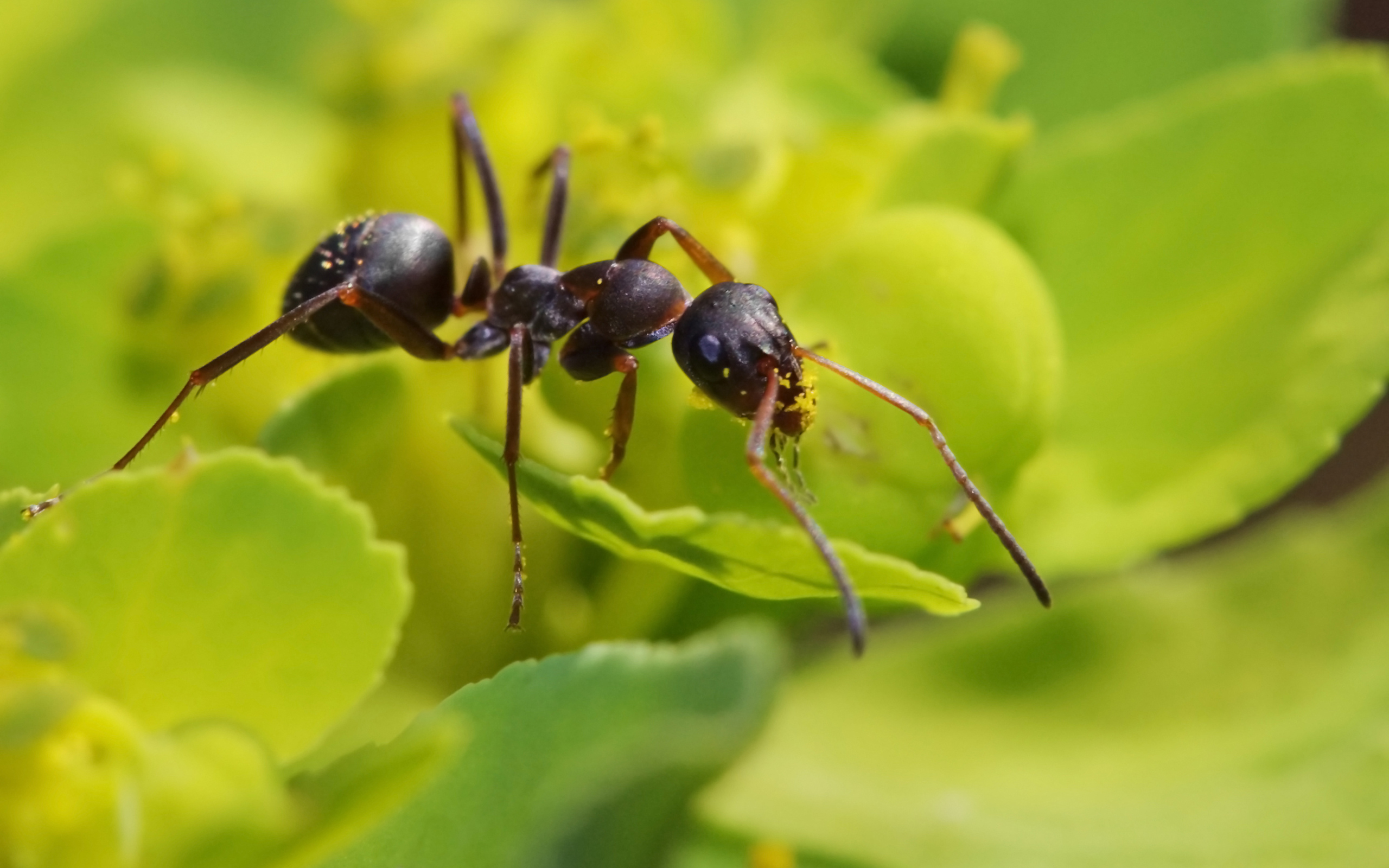 black animal ant photo