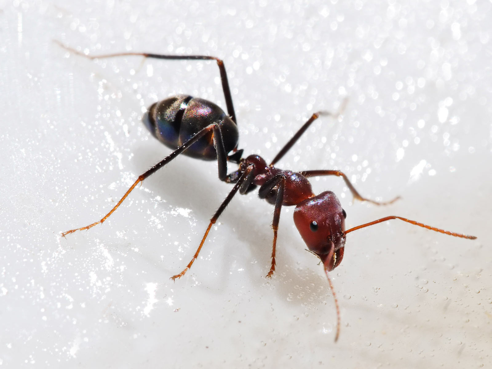 brown big ant image