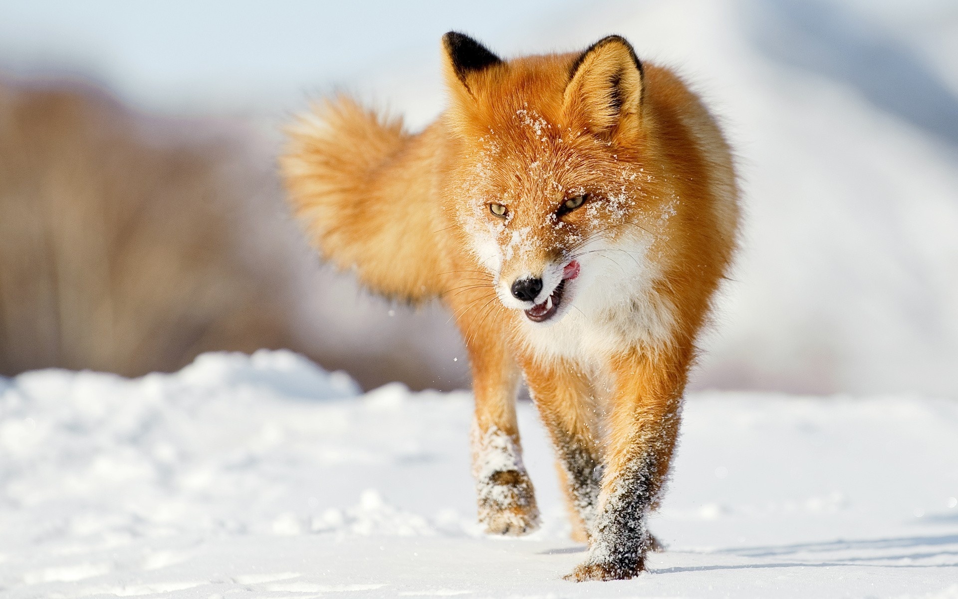 snowfall on fox photo