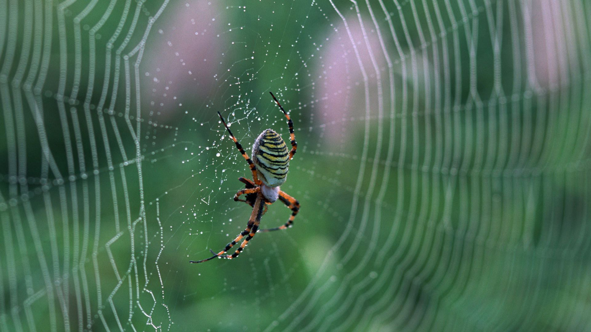 spider HD wallpaper download