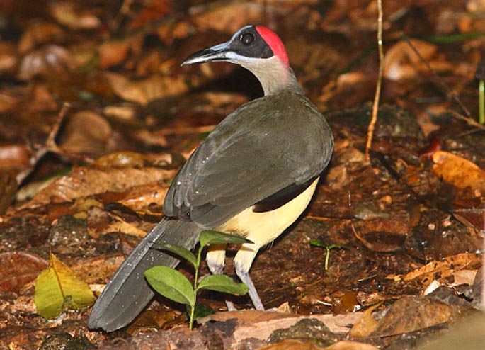 beautiful bird rockfowl image