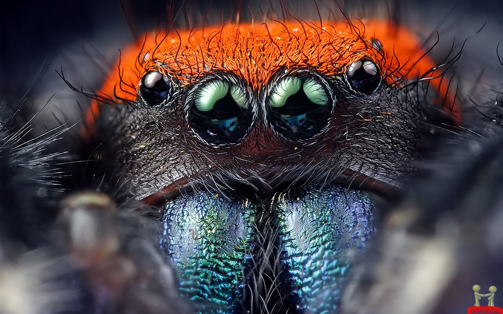 natural spider eyes image
