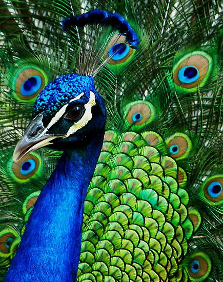 awesome natural peacock