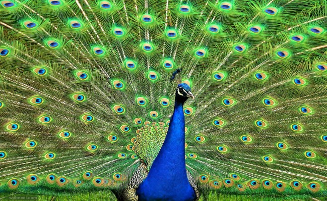 beautiful peacock photos