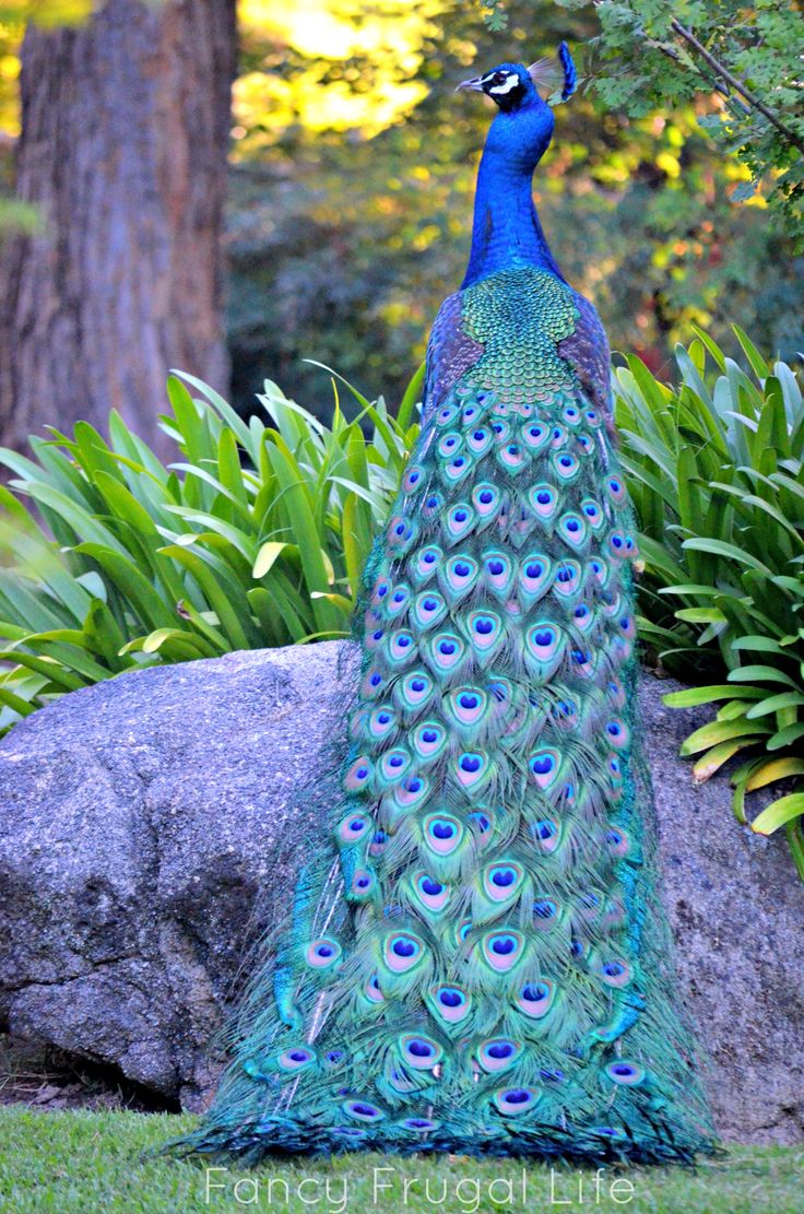 colorful peacock image