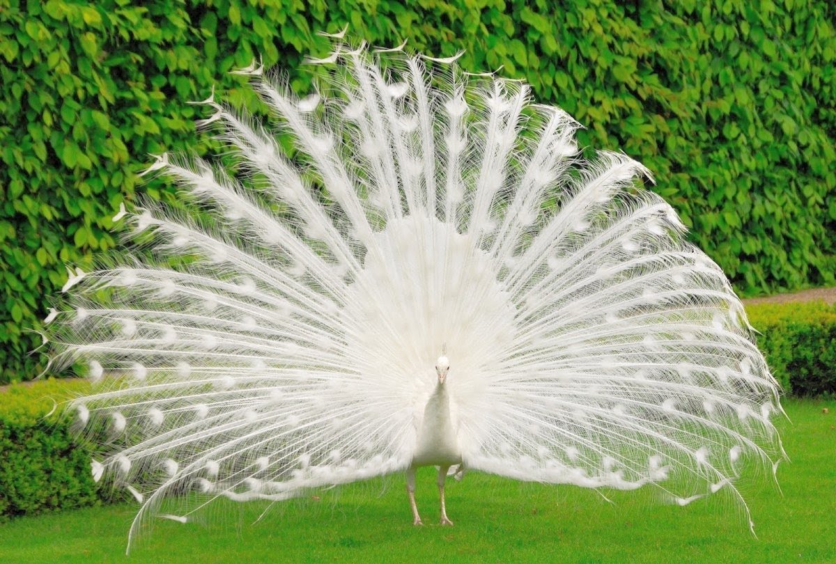 full white peacock image