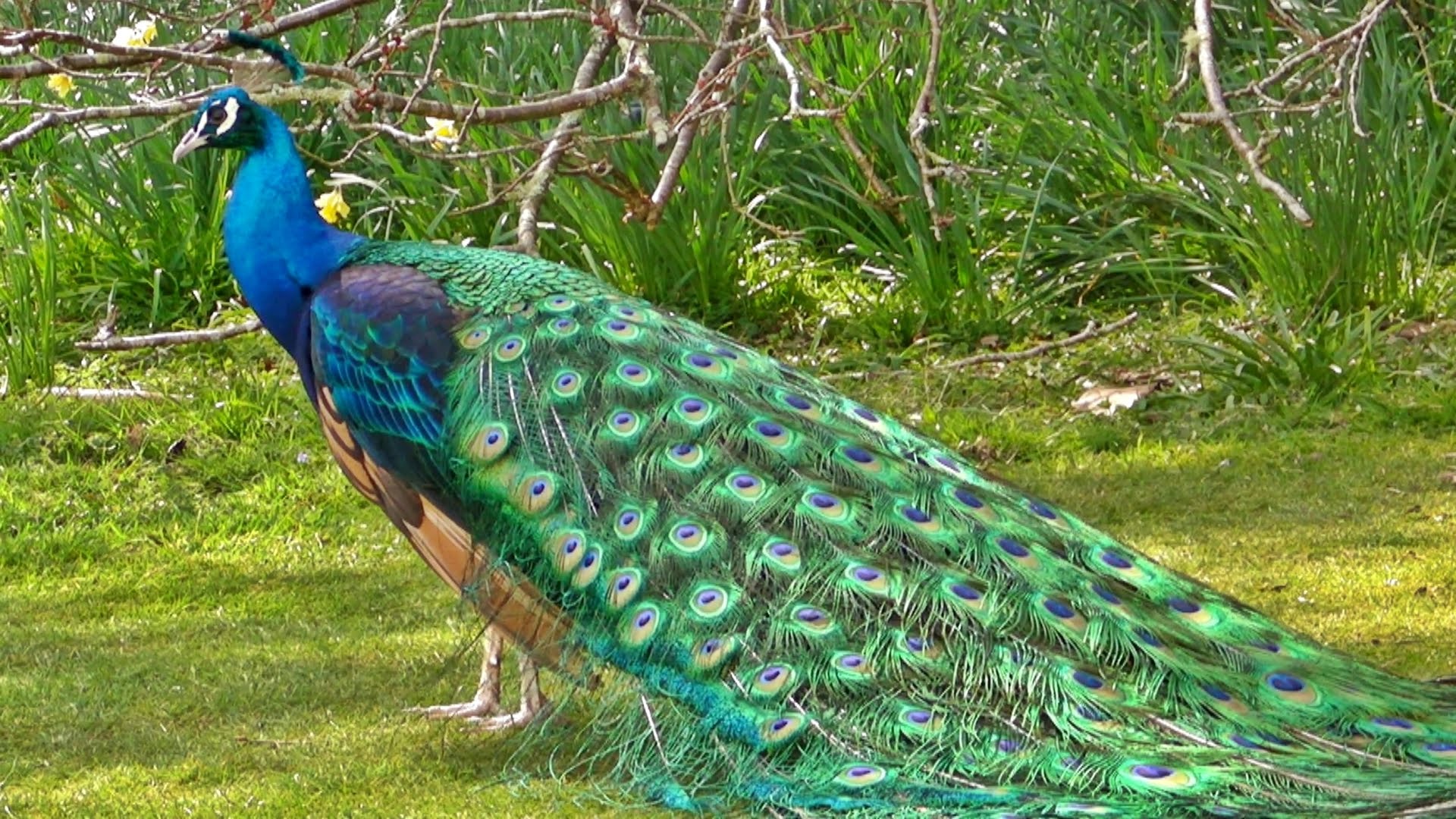 so nice peacock image