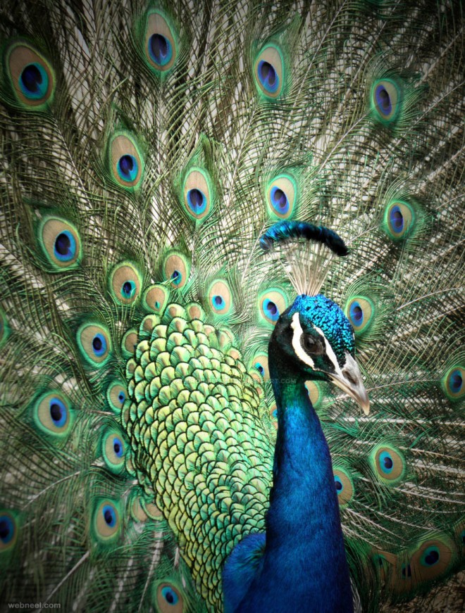 widescreen hd peacock image
