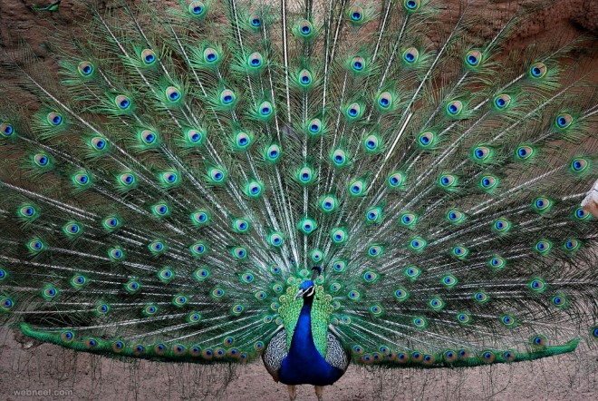 wonderful peacock picture