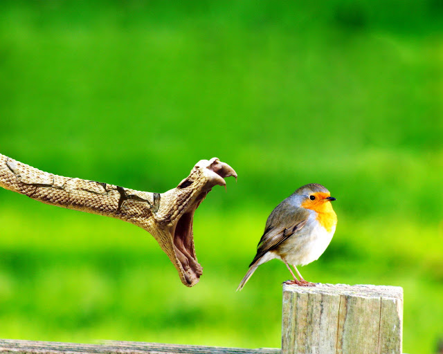 beautiful sparrow with snake