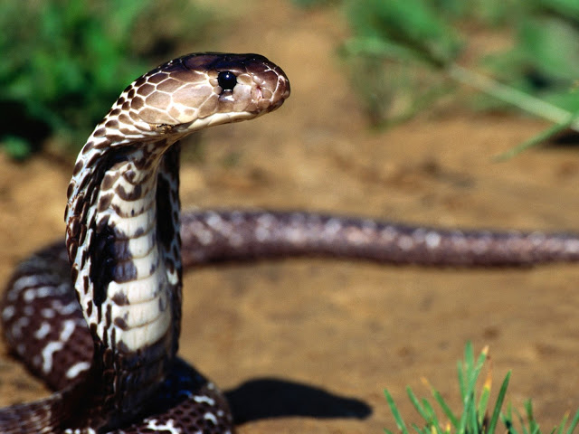 brown big snake image