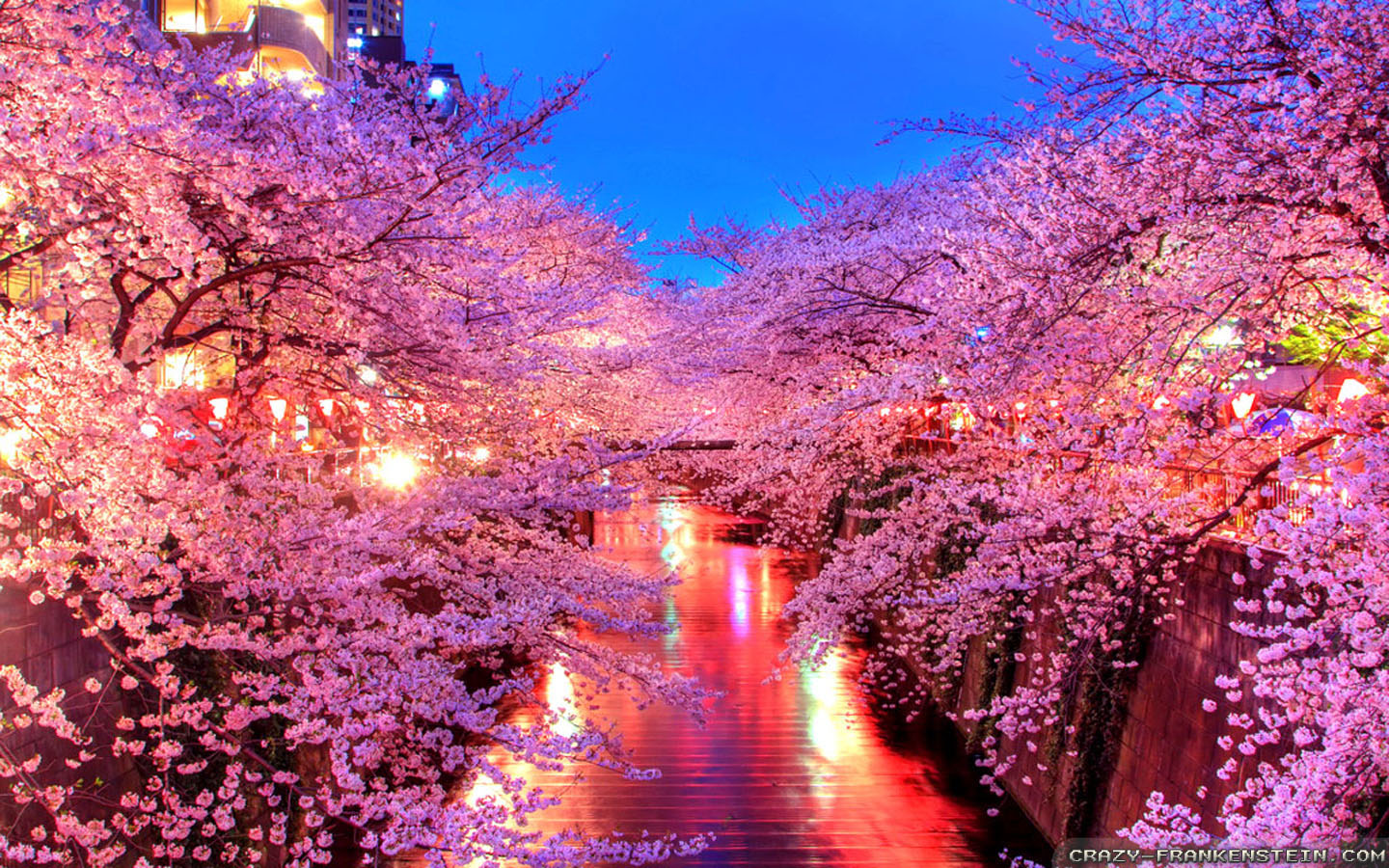 meguro river spring in apan wallpapers