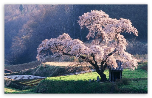 spring in japan image