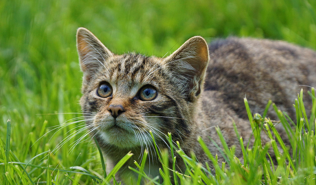 british wild cat image