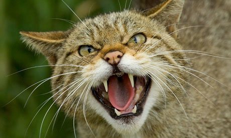 scottish wildcat felis