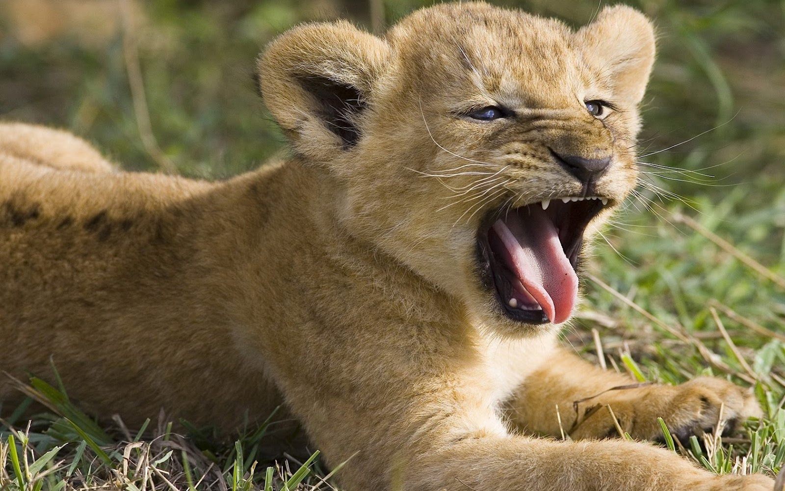 animals baby lion image