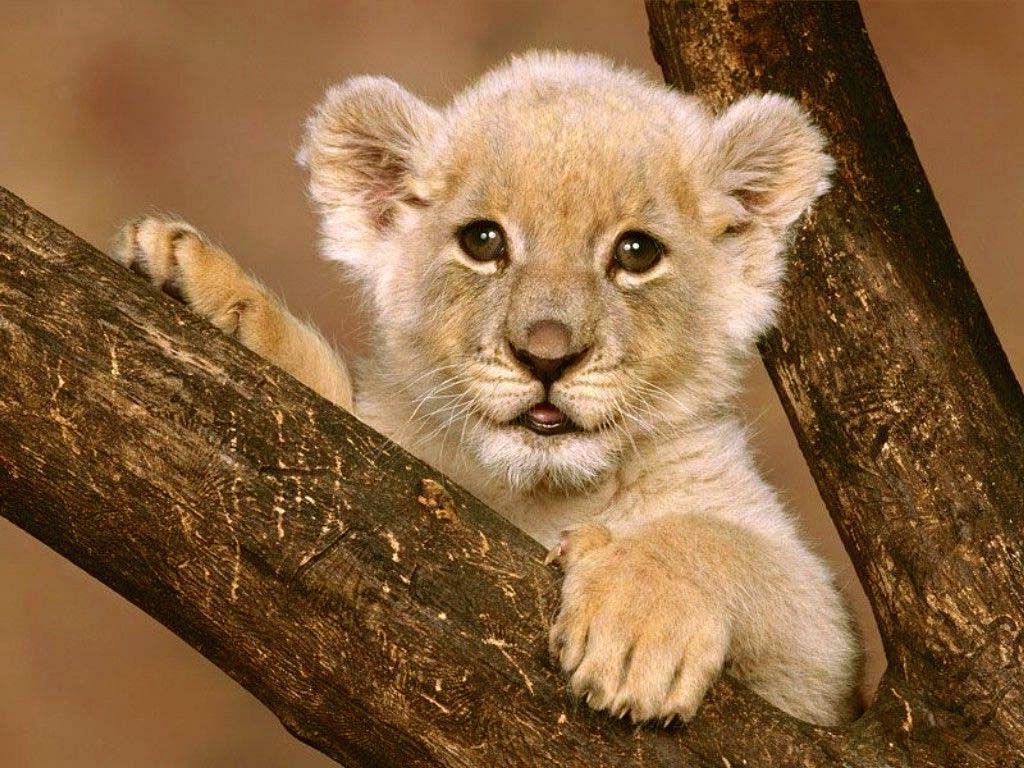 lion cub light wallpaper