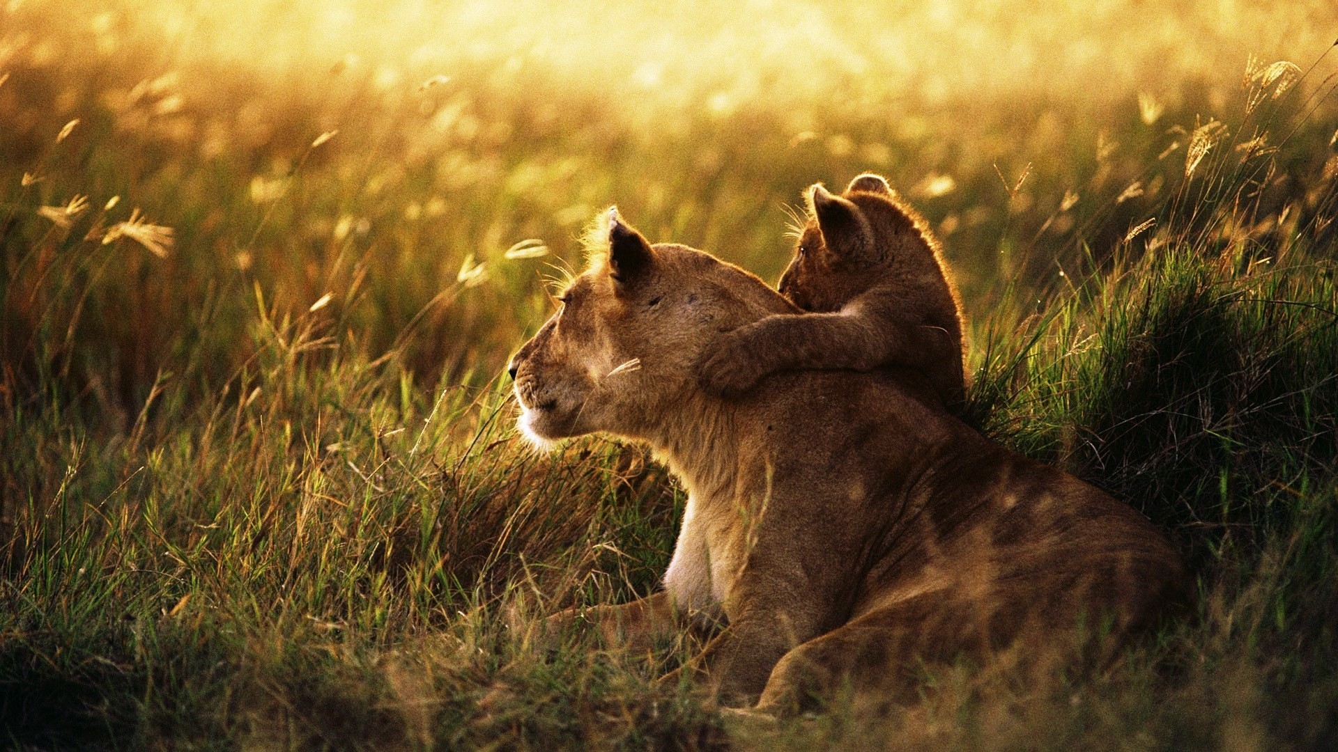 lion family cub caring baby sunshine