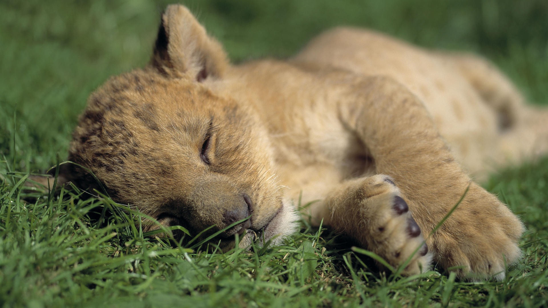 sleeping lion baby image