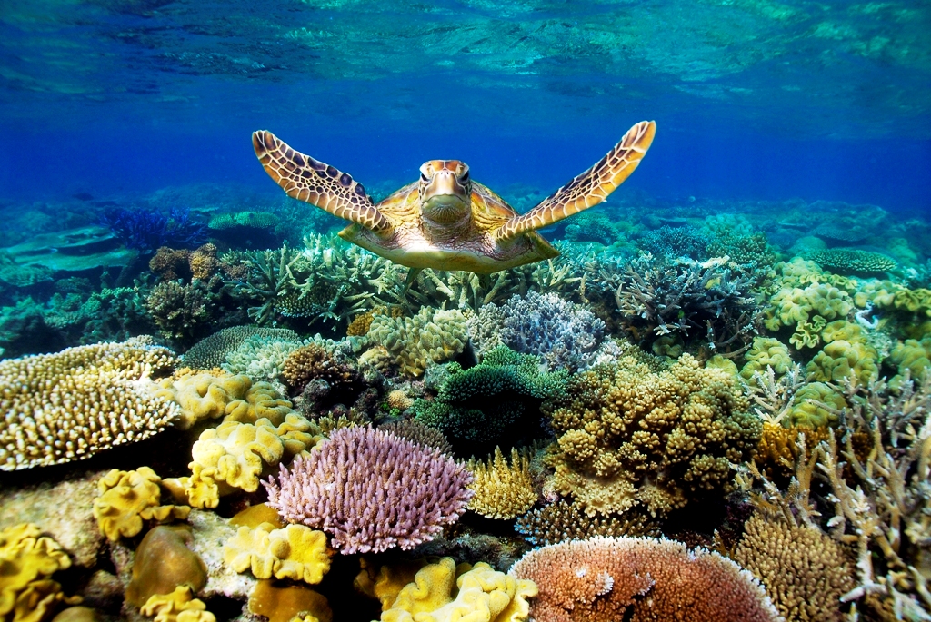 3d great barrier reef picture