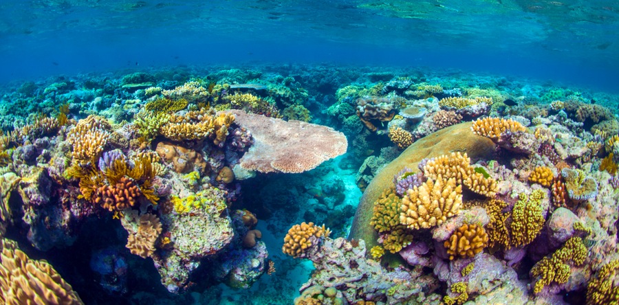 awesome great barrier reef image