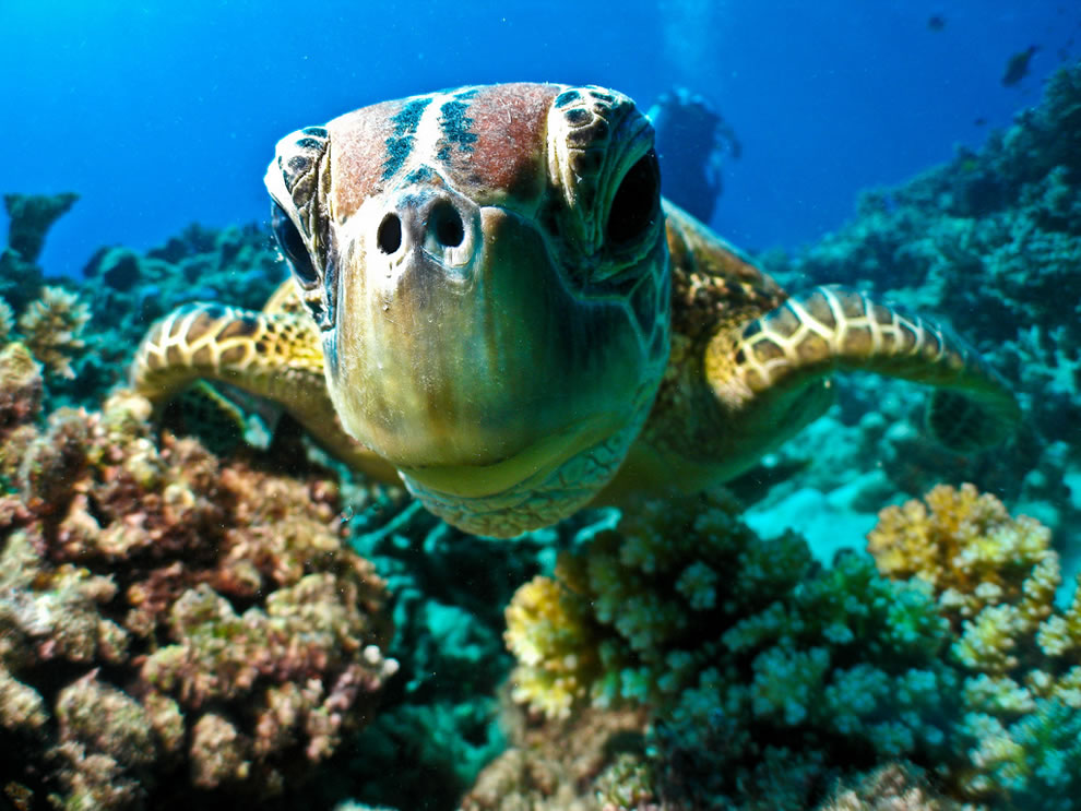 diving in australia turtle