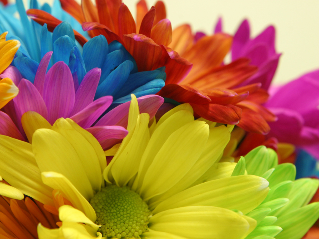 awesome colorful flowers image