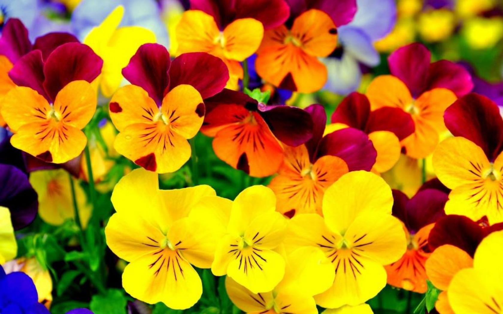 bright colored flowers image