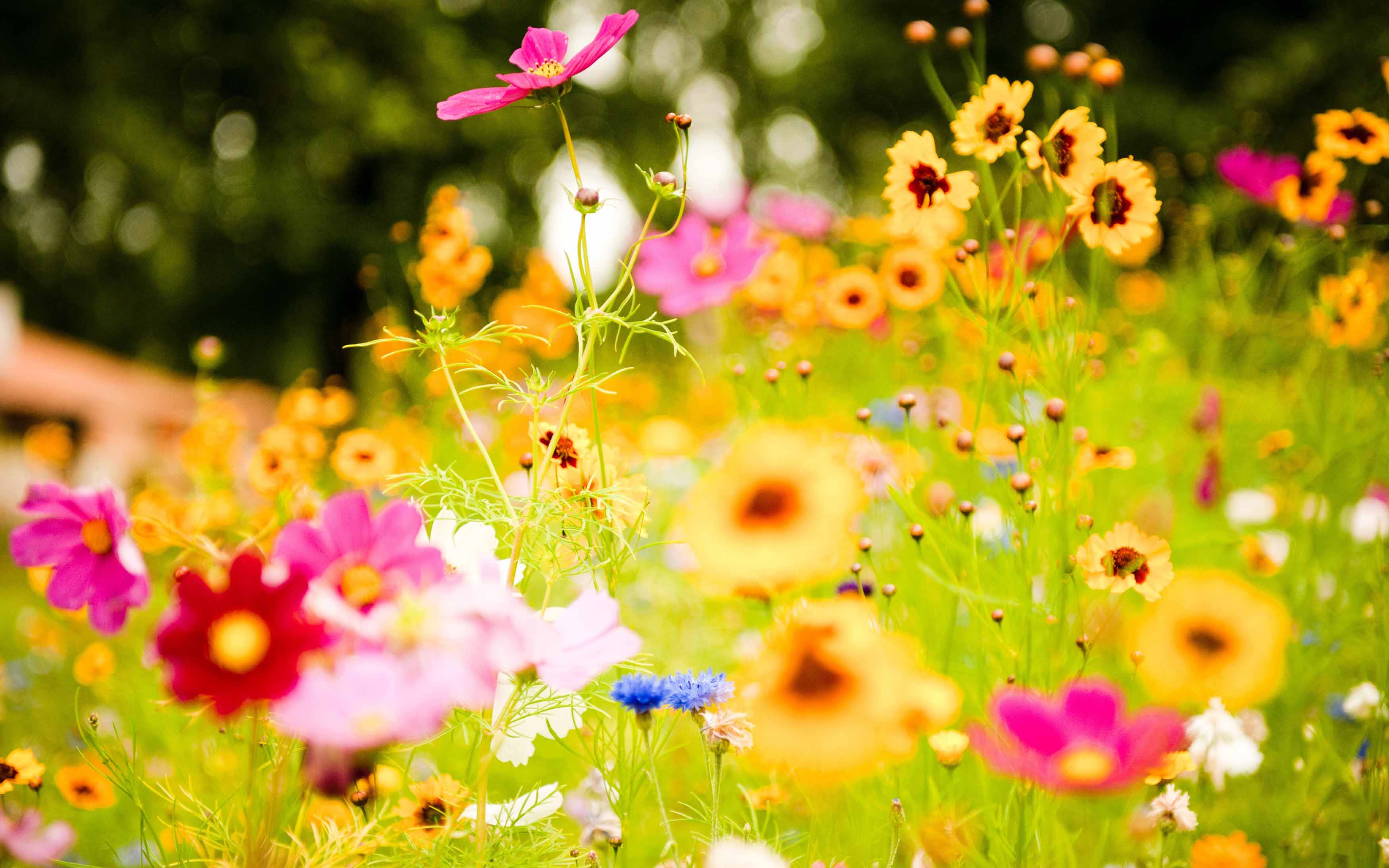 colorful bright flower image