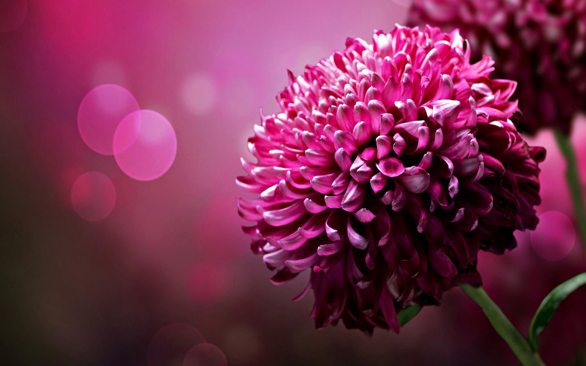 dark pink flower chrysanthemum