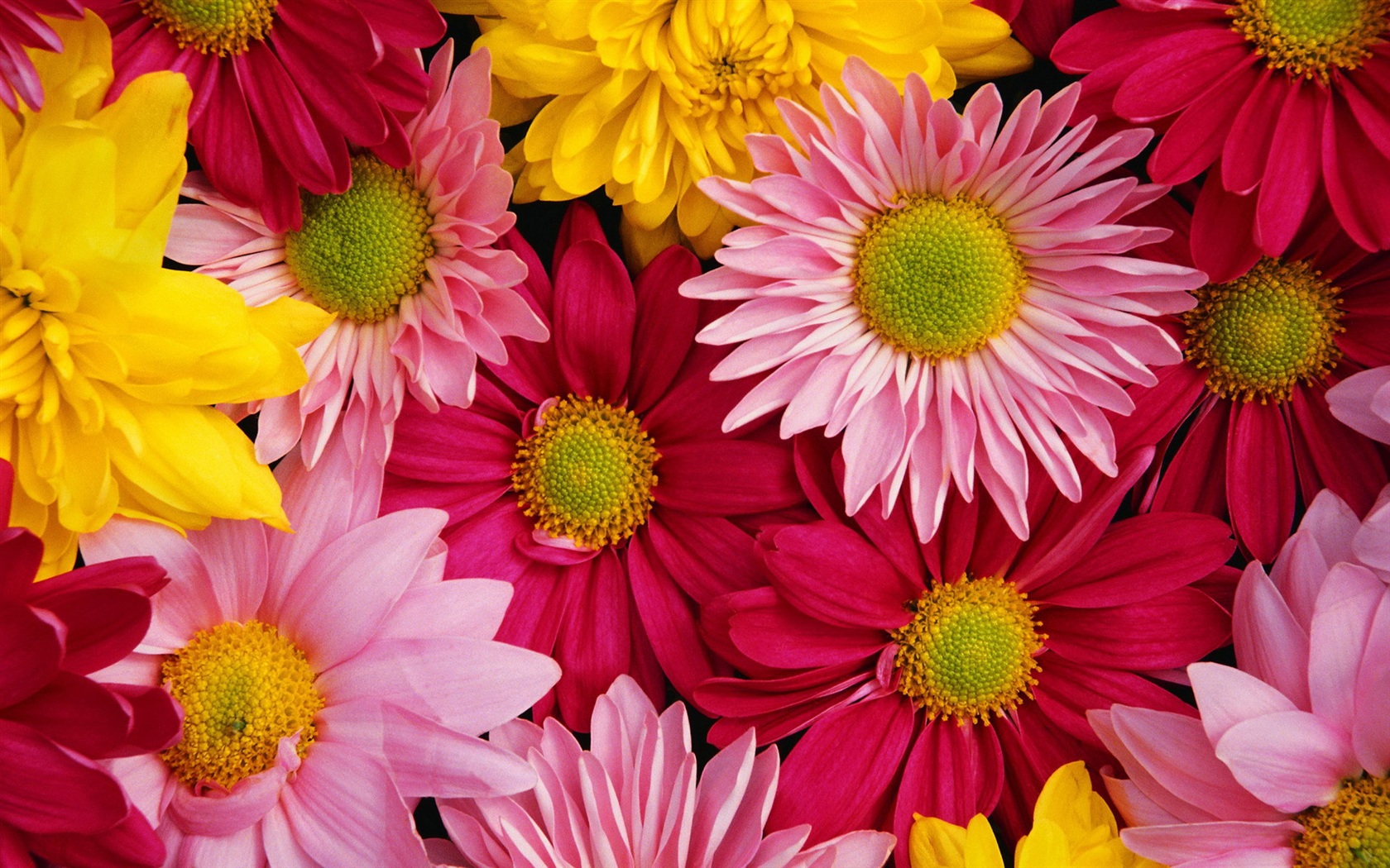 widescreen natural chrysanthemum image