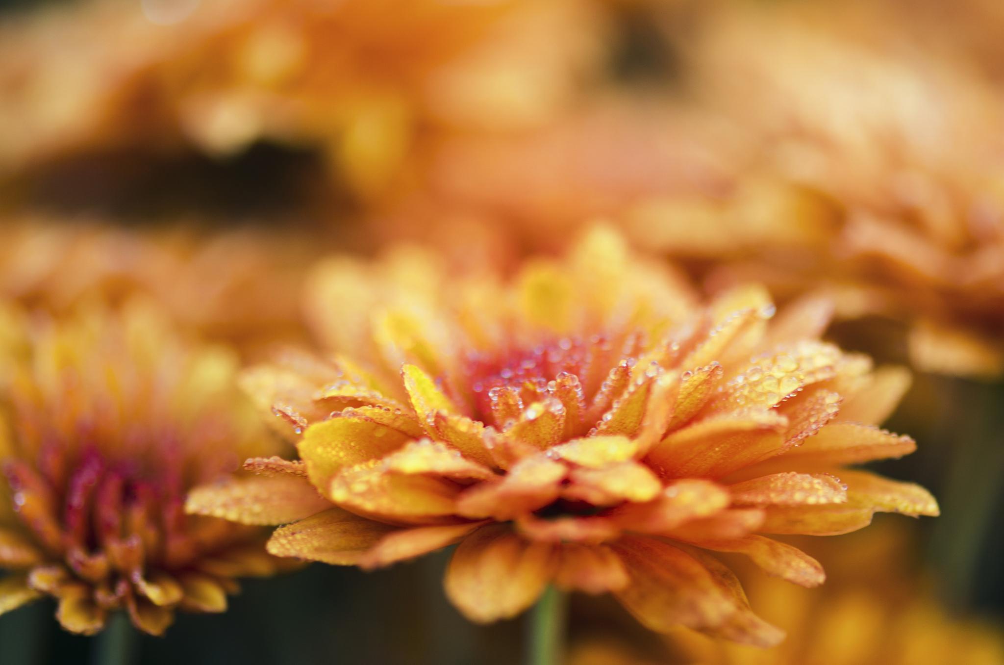 yellow flower chrysanthemum
