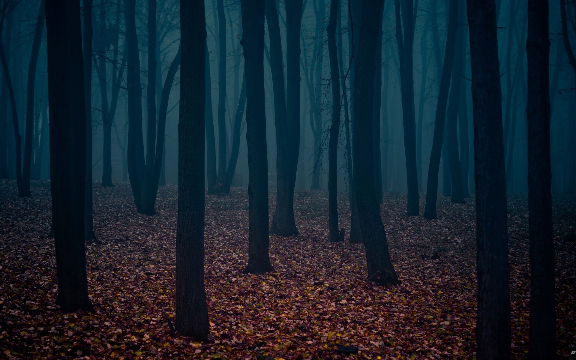 awesome natural forest image