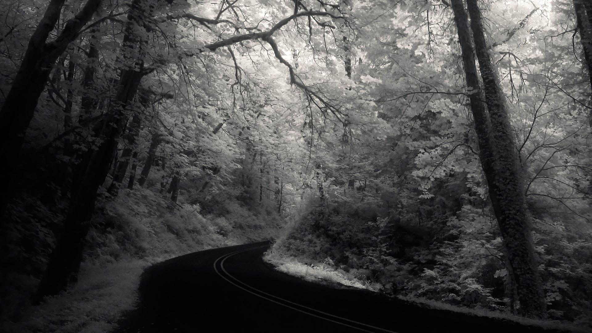 forest natural wallpaper