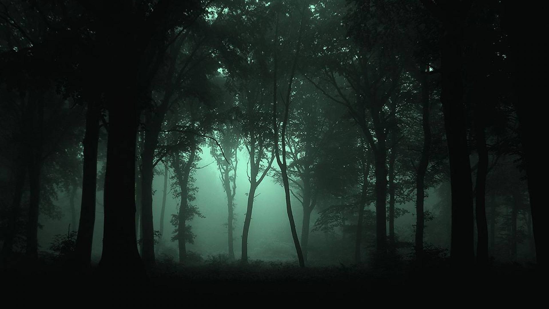 green wallpaper for forest