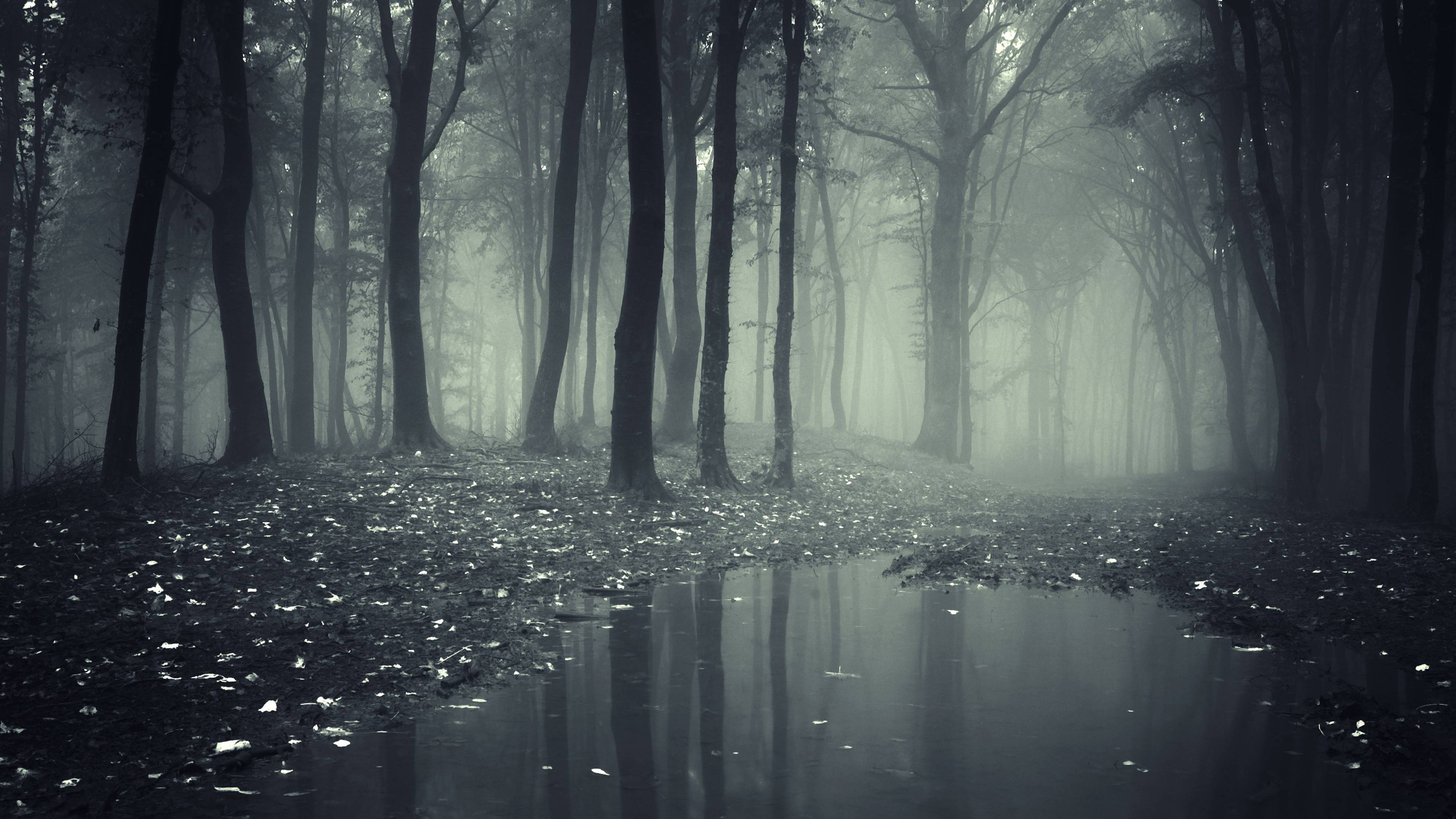 natural dark forest image