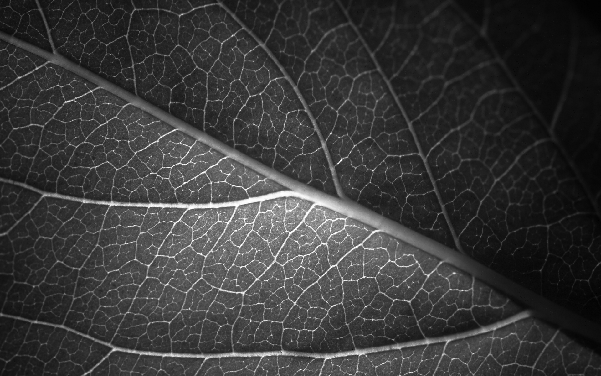 nice leaf grayscale image