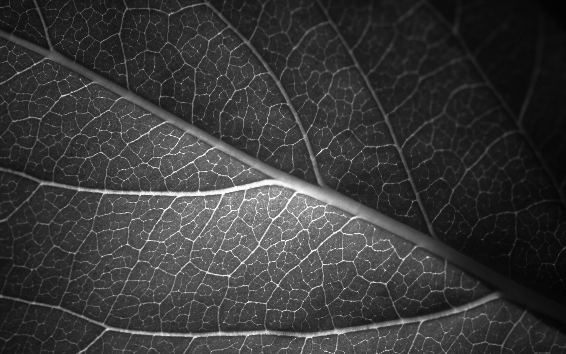 nice leaf grayscale image