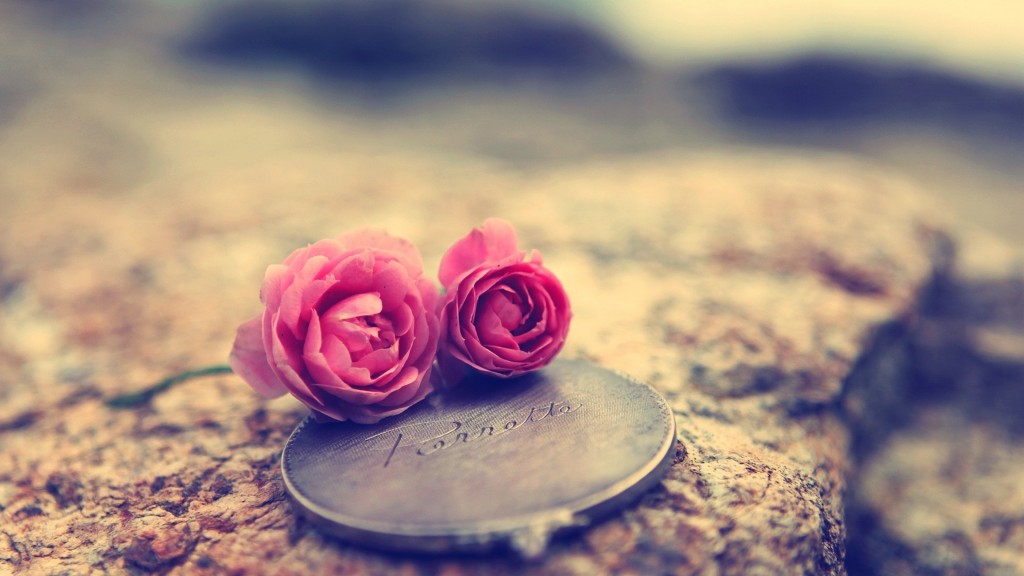 pink rose wallpaper for desktop