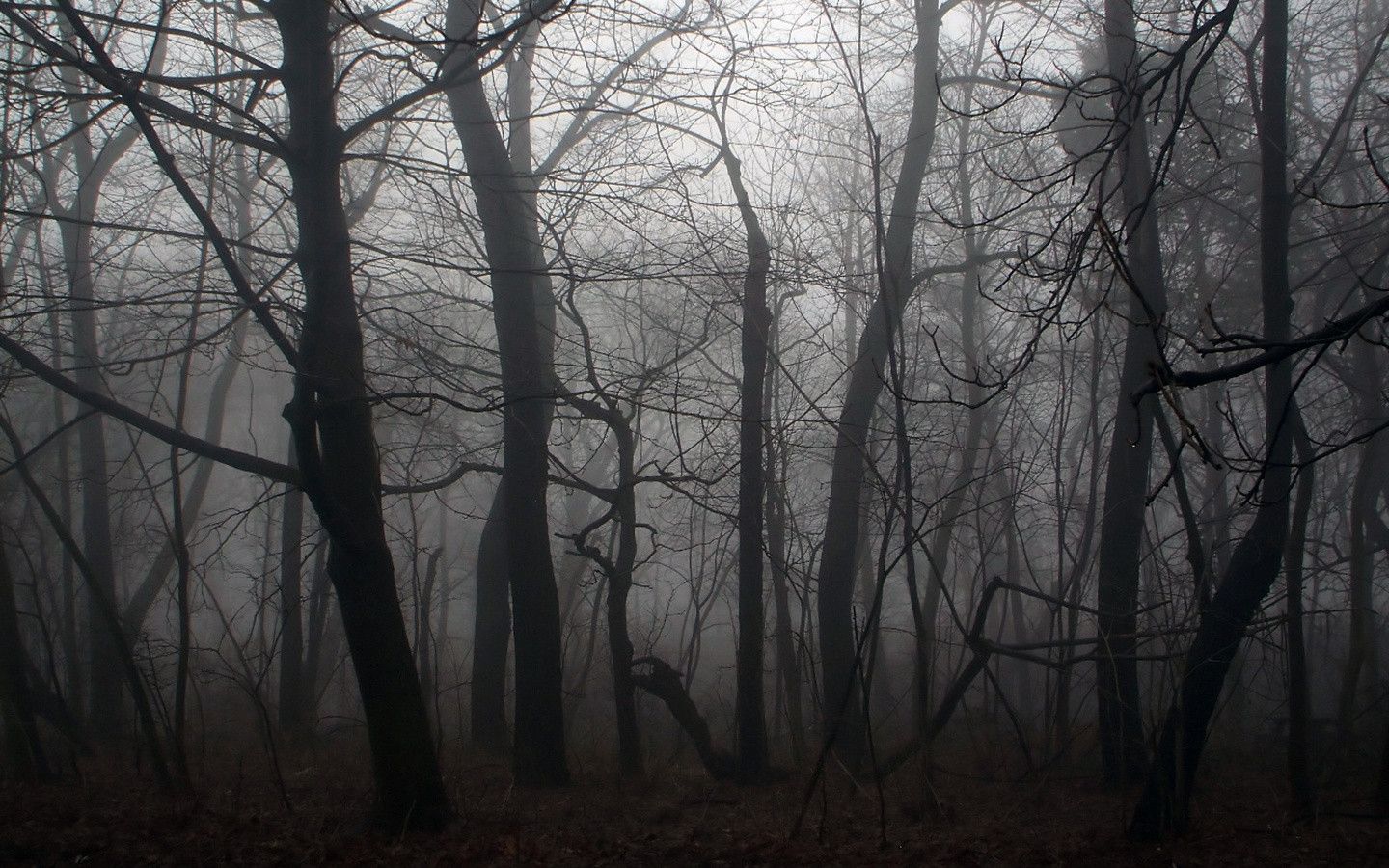 widescreen hd dark forest image
