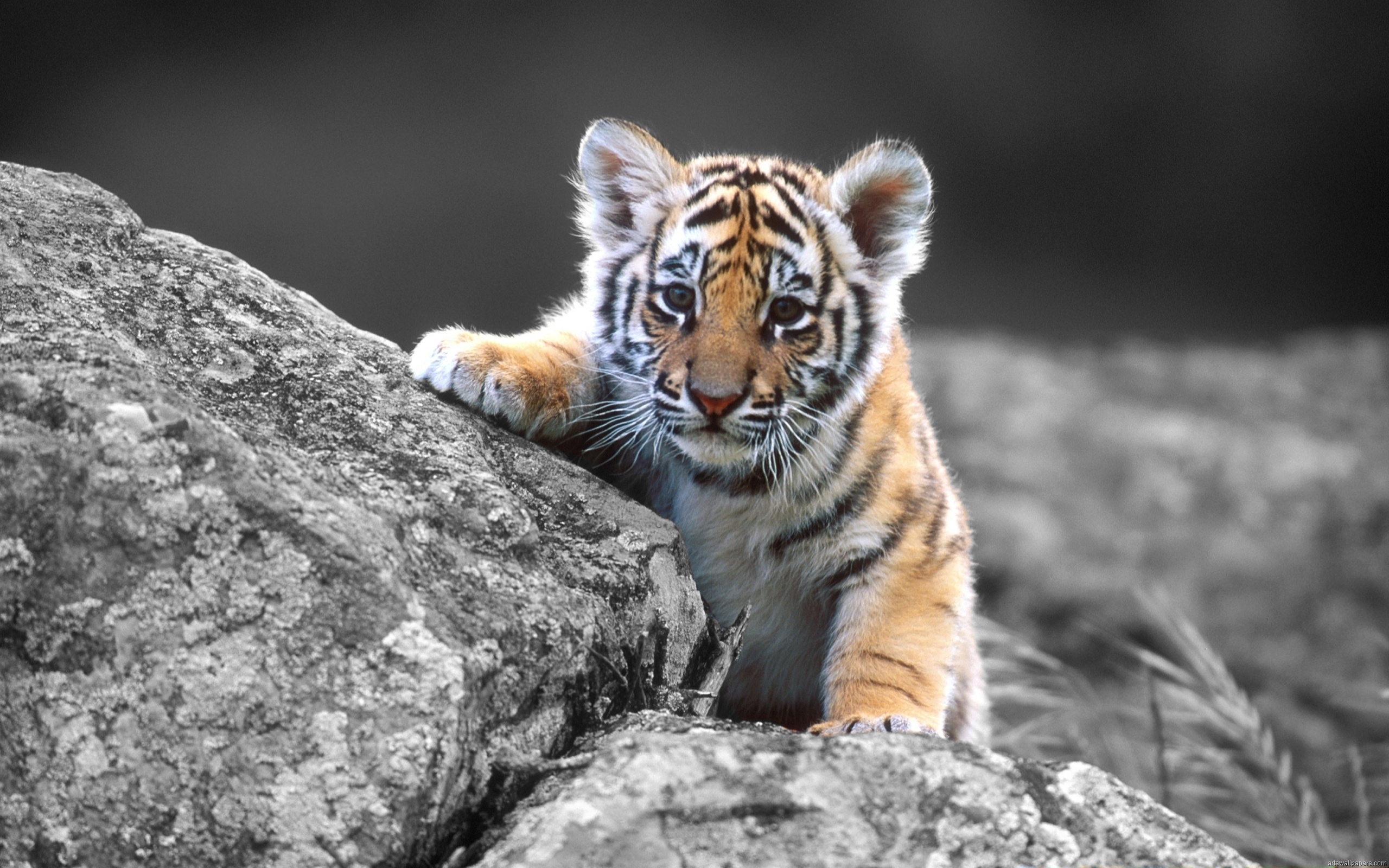 best tiger pc image