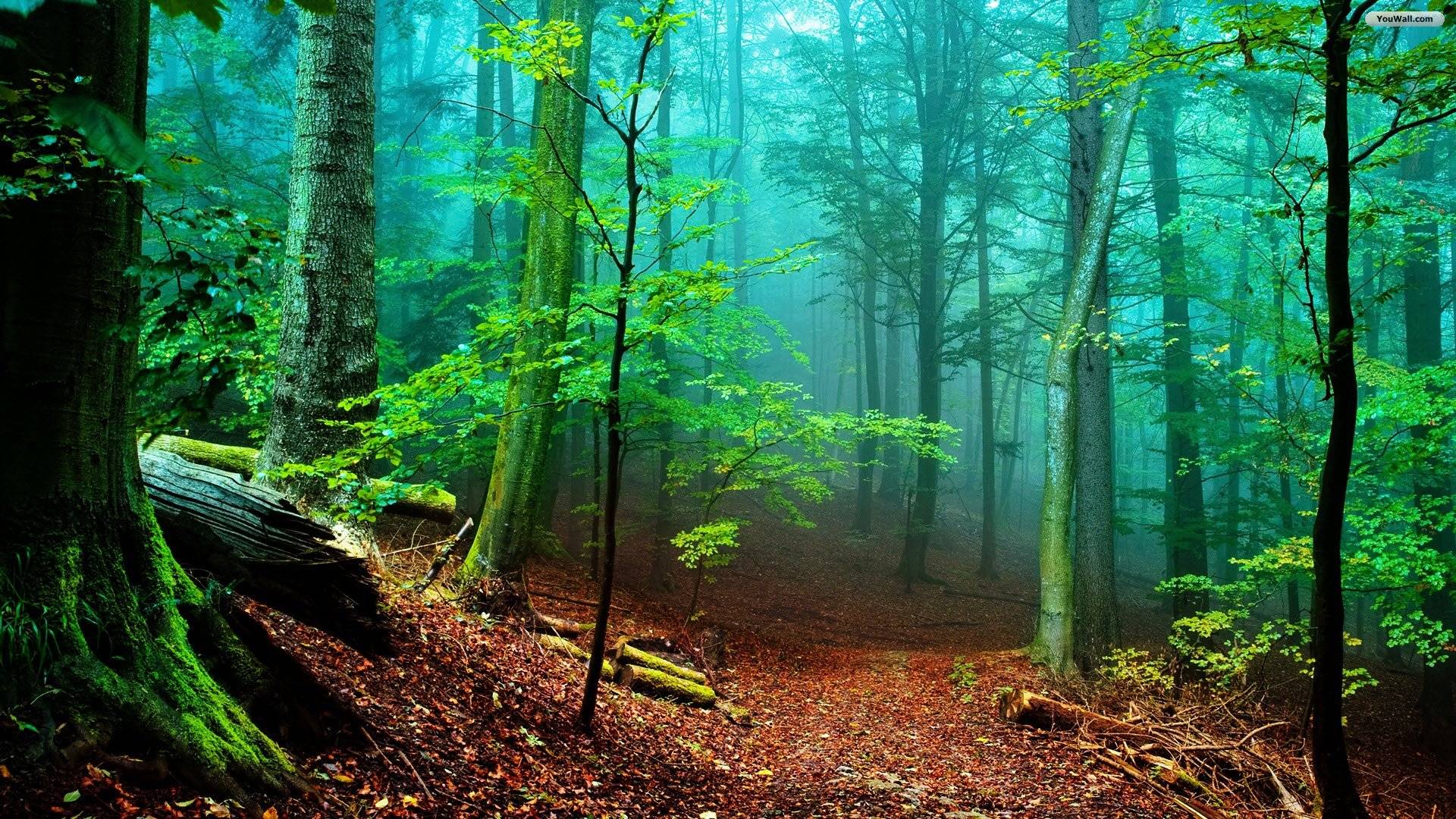 beautiful hd forest image